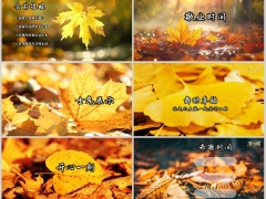 黄色枫叶秋天早会流程PPT模板10页.pptx 