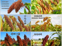 蓝天红高粱秋天早会流程PPT模板10页.pptx 