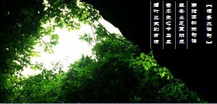 绿色竹林PPT模板13页.ppt