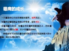 银行保险雄鹰成长方案介绍17页.ppt