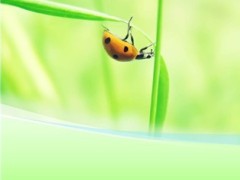 瓢虫淡雅ppt模板2页.ppt