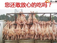 H7N9禽流感保险早会专题26页.ppt