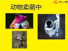 保险公司早会开心果11页.ppt