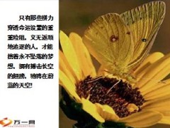 助理讲师资格班班训前会46页.ppt
