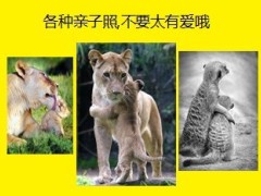 保险早会开心果10页.ppt