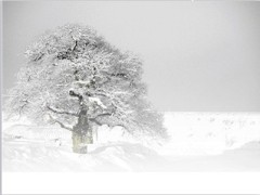 下雪了动画PPT模板1页.ppt