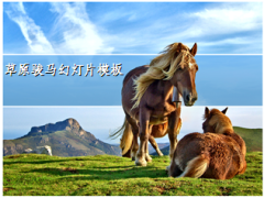 草原骏马简洁PPT模板4页.ppt