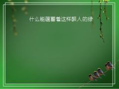 动画音乐小鸟挂枝头醉绿PPT模板5页.ppt