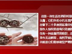 每日快乐早会14年12月16日使用14页.ppt