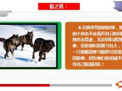 狼的团队狐的智慧鹰的心态22页.ppt