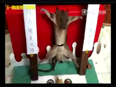 搞笑视频骂老鼠没保险也敢出来混出了事谁负责啊.rar