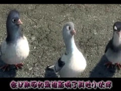 视频会议前提示卡通版.rar