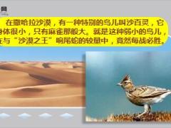 每日正能量早会故事沙百灵的制胜之道8页.ppt