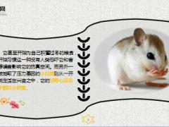 每日正能量早会故事两只老鼠7页.ppt