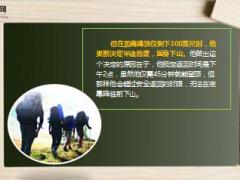 每日早会故事原则至上6页.ppt