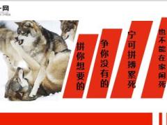 每日心灵鸡汤狼若回头必有理由.rar