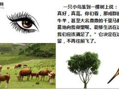 每日正能量早会故事三只鸟的不同命运8页.ppt