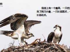 每日正能量成功是一种状态14页.ppt
