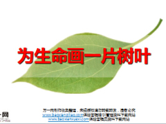 每日保险故事为生命画一片树叶7页.ppt