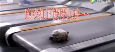 激励视频把乌龟放到跑步机上惊呆.rar