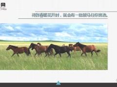 每日心灵鸡汤不要去追一匹马.rar