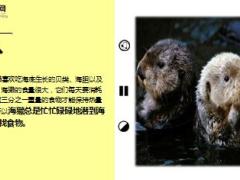 每日正能量海獭的石头7页.ppt