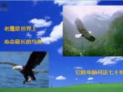 每日心灵鸡汤鹰的重生.rar