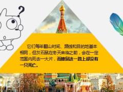 每日正能量灰石鼠和獠鼠的志向10页.ppt