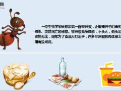 每日正能量贪婪的非洲蚁9页.ppt