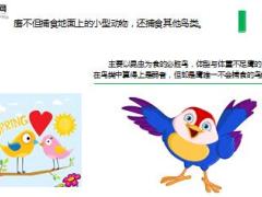每日正能量必胜鸟的毅力6页.ppt