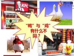 保险公司续期作业流程细则43页.ppt
