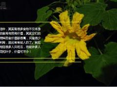 每日健康田地里一种菜的花和叶子可护心脏去结石降血压7页.ppt