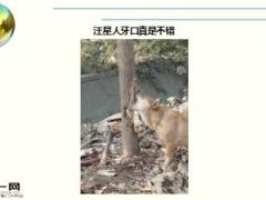 每日快乐早会16年11月11日使用15页.ppt
