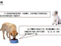 每日保险故事狗吠8页.ppt