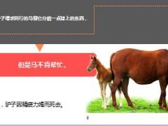 每日正能量愚蠢的马6页.ppt