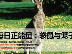 每日正能量袋鼠与笼子9页.ppt