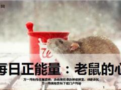 每日正能量老鼠的心11页.ppt