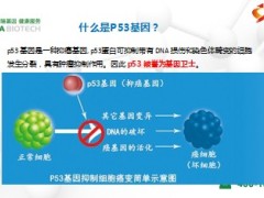 P53基因检测介绍6页.ppt