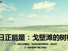 每日正能量戈壁滩的树根7页.ppt