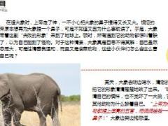 每日保险故事丑陋的大象8页.ppt