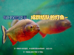 每日保险故事成群结队的灯鱼7页.ppt
