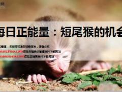 每日正能量短尾猴的机会6页.ppt