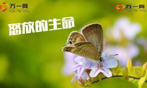 欢迎新伙伴迎新早会流程精美19页.ppt