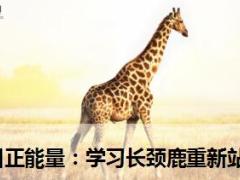 每日正能量学习长颈鹿重新站起来14页.ppt