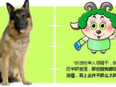 每日正能量老狼和小狼8页.ppt