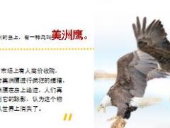 每日保险故事甘愿缩小的美洲鹰9页.ppt