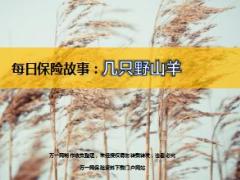 每日保险故事几只野山羊8页.ppt