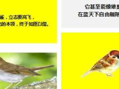 每日正能量最合适的高度9页.ppt