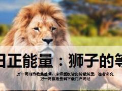 每日正能量狮子的等待10页.ppt