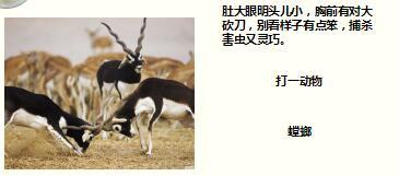 每日快乐早会17年10月12日使用15页.ppt